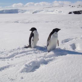 Adélie penguins 
