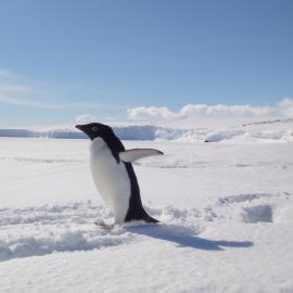 Adélie penguin