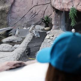 Little Blue penguins seen at the International Antarctic Centre
