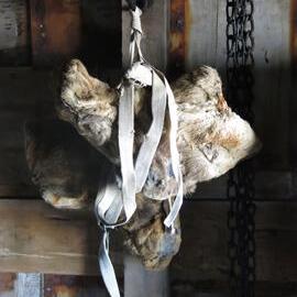 2014-15 Scott's 'Terra Nova' hut artefact monitoring, fixtures and fittings, boots on hook (001)