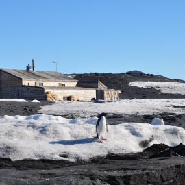 2013-14 Adelie penguin outside Scott's 'Terra Nova' hut, Cape Evans