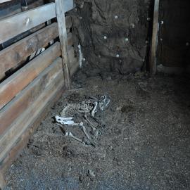 2013-14 Dog skeleton in the Stables inside Scott's 'Terra Nova' hut, Cape Evans