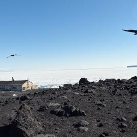 2022 Scott's 'Terra Nova' hut, Antarctic Skua flying above